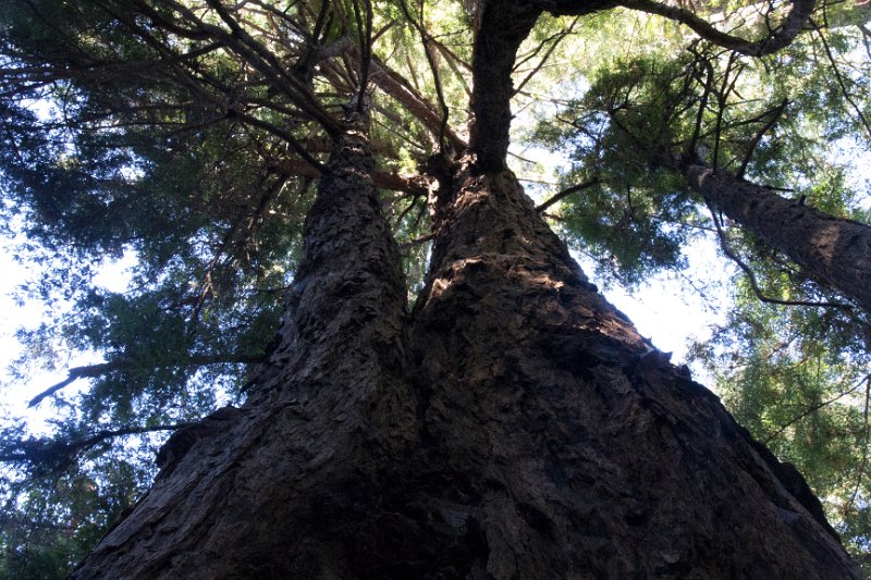 Redwoods in Pfieffer Burns.
