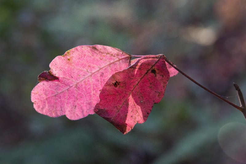 Poison Oak