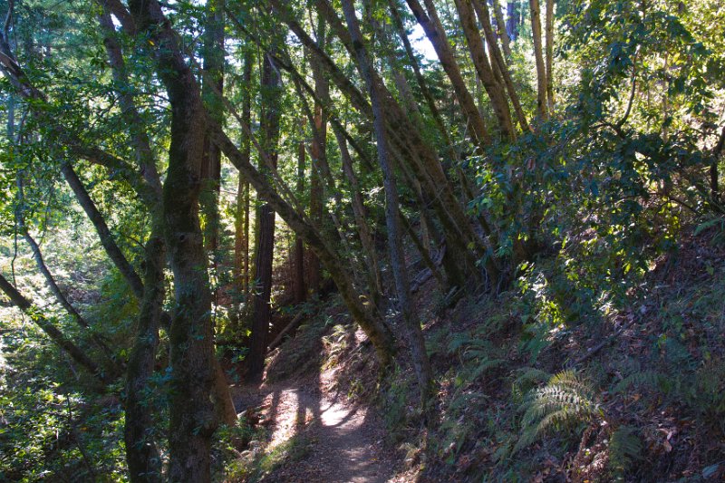 Buzzards Roost Trail.
