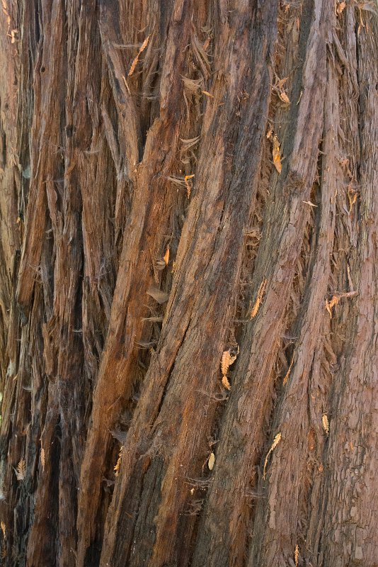 Redwood bark detail.