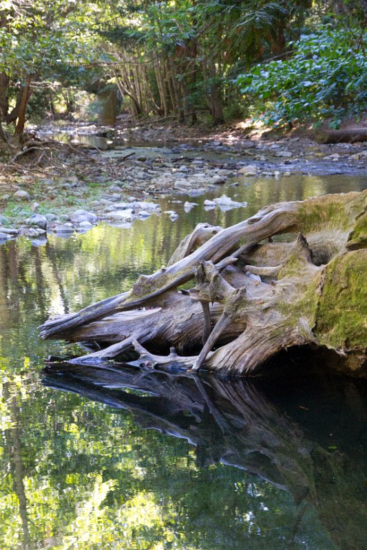 Fallen tree in Pfeiffer Burns.