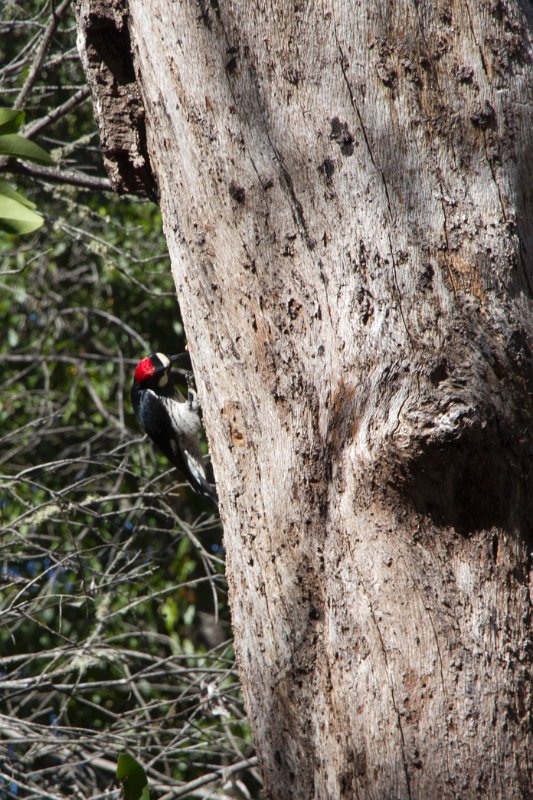 Woodpecker storing acorns.