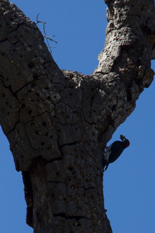 Woodpecker.
