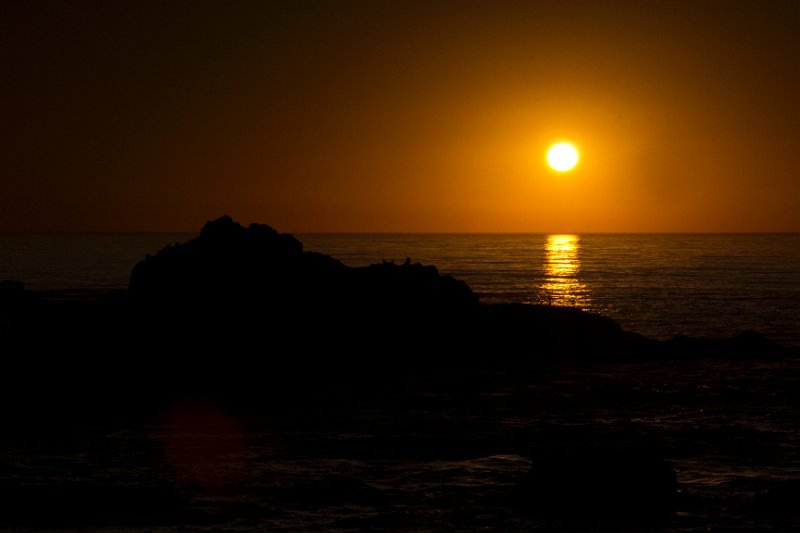 Seals in the sunset