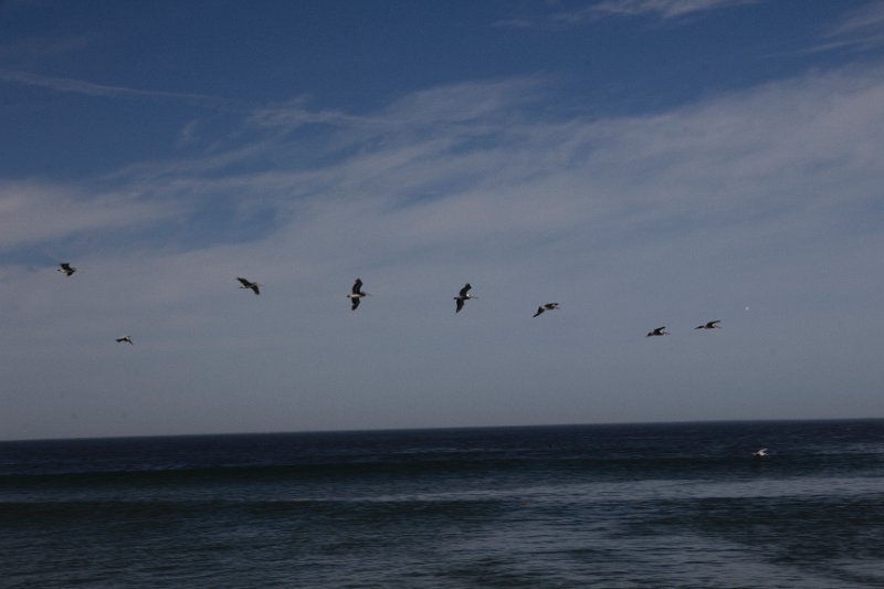 Brown Pelicans 