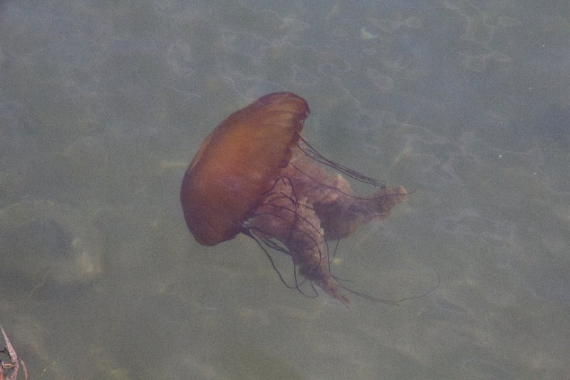 Jellyfish