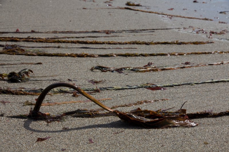 Seaweed.