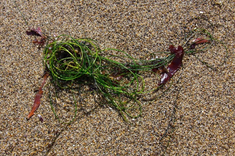 Seaweed 2.