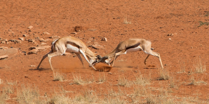 Rutting Springbok
