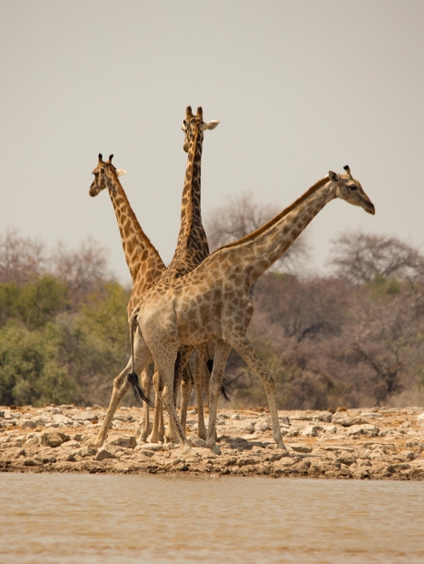 namibia-36