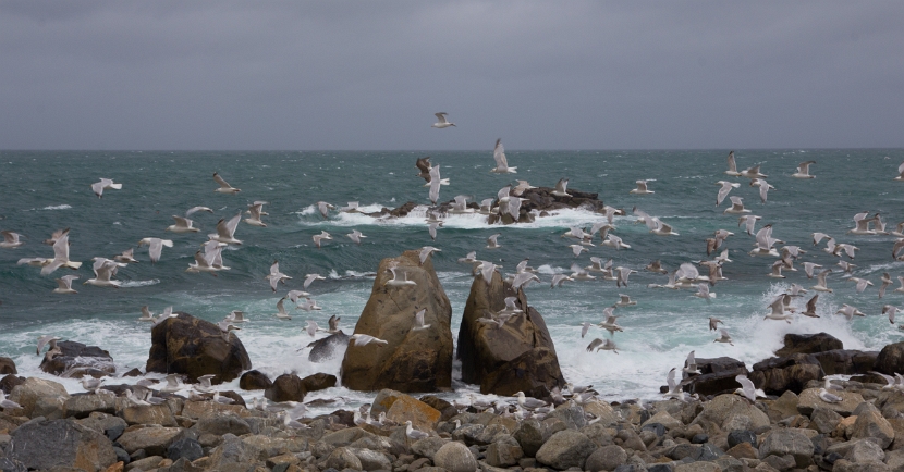 Guernsey-10
